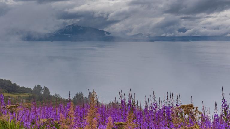 Fireweed on a mountain overlooking the ocean. Homer, AK