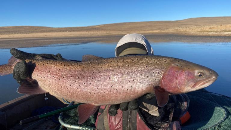 An adult Lahontan cutthroat trout caught during fall 2021 sampling.