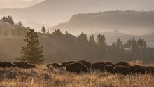 Bison in Yellowstone National Park