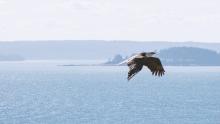 Eagle soars over body of water.