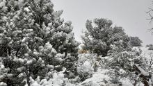 Deer in the snow