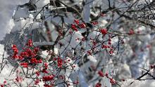 Winter snow with red berries