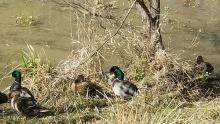 Ducks in Nature