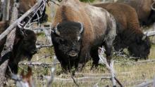 A close up photo of a bison in a herd.