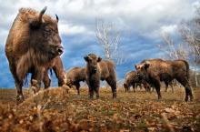 A small herd of bison gathered together in a field.