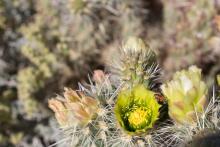Image provided by Coral Avery Photography Desert flower