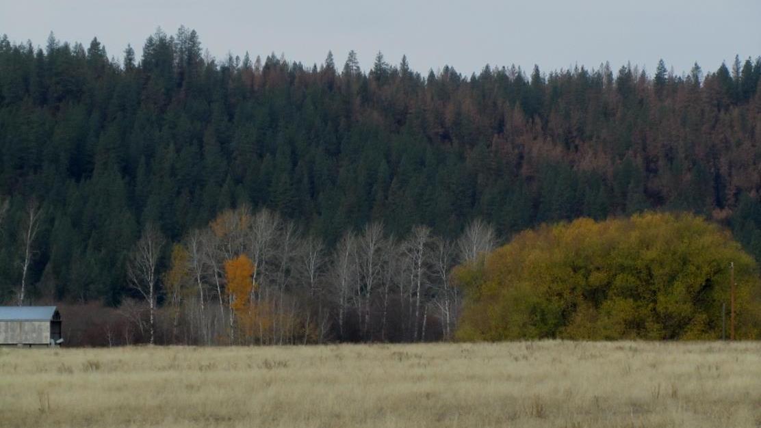 Treated stand with green foliage on the left stands in contrast to brown, scorched trees in untreated stand on the right.
