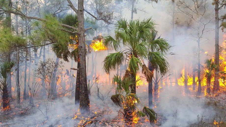 Prescribe fire burning cypress on Seminole Reservation, FL.