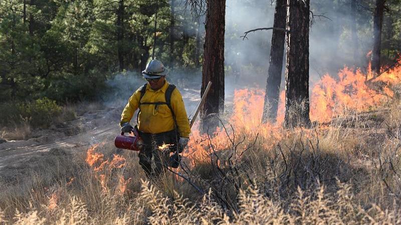 A wildland firefighter performing a controlled burn.