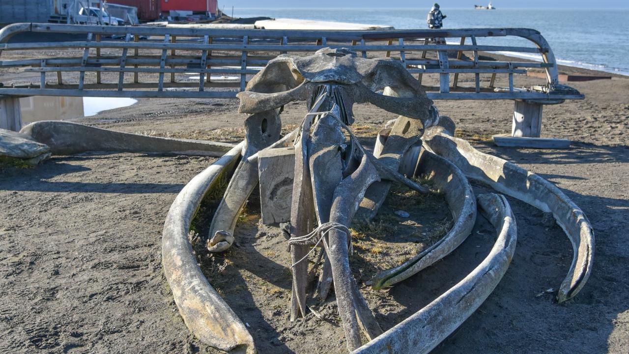 Bones on an Alaska beach