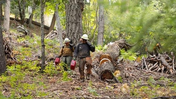 2019 Fort Apache fuels employees create a fuel break on Frog Mountain to prevent wildfire.