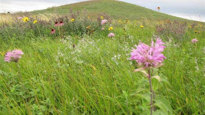 Landscape photo of a green hill in a field of flowers and brush.