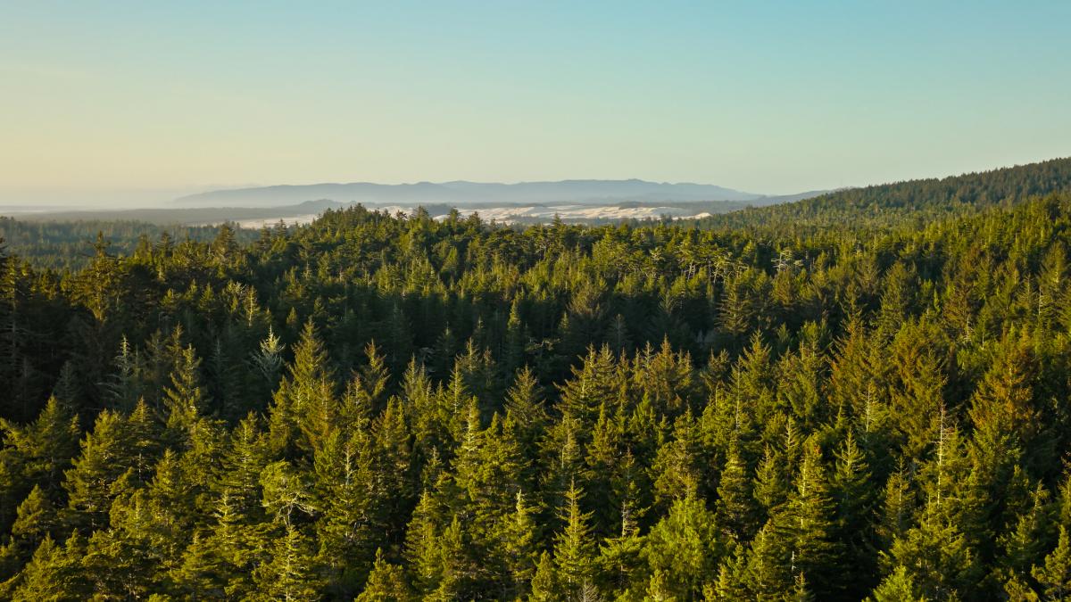 An aerial photo of a forest in the pacific northwest. 