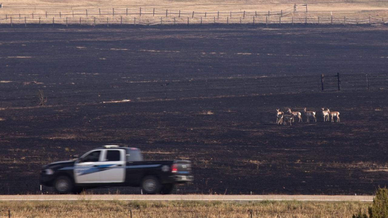 A Tribal police car driving down the street. In the background you can see deer.
