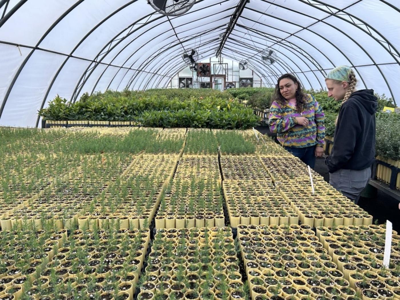 The Timber Team touring the Confederated Tribes of Salish Kootenai whitebark pine greenhouse. 