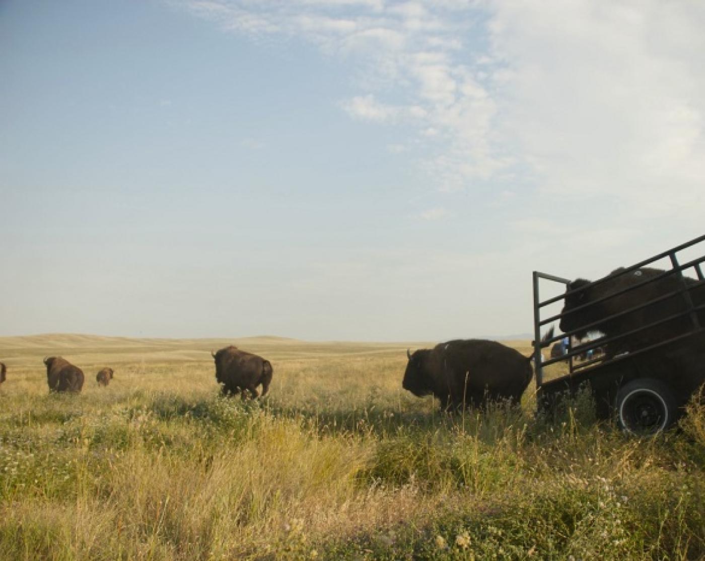 InterTribal Buffalo Council (ITBC) translocation of buffalo to the Fort Belknap Indian Community in 2020.