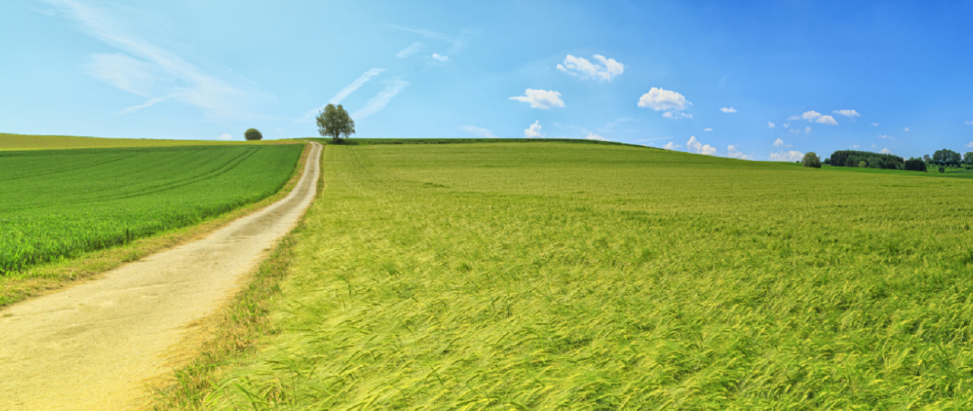A road runs along the left side of a green expanse and disappears into the sunny horizon.