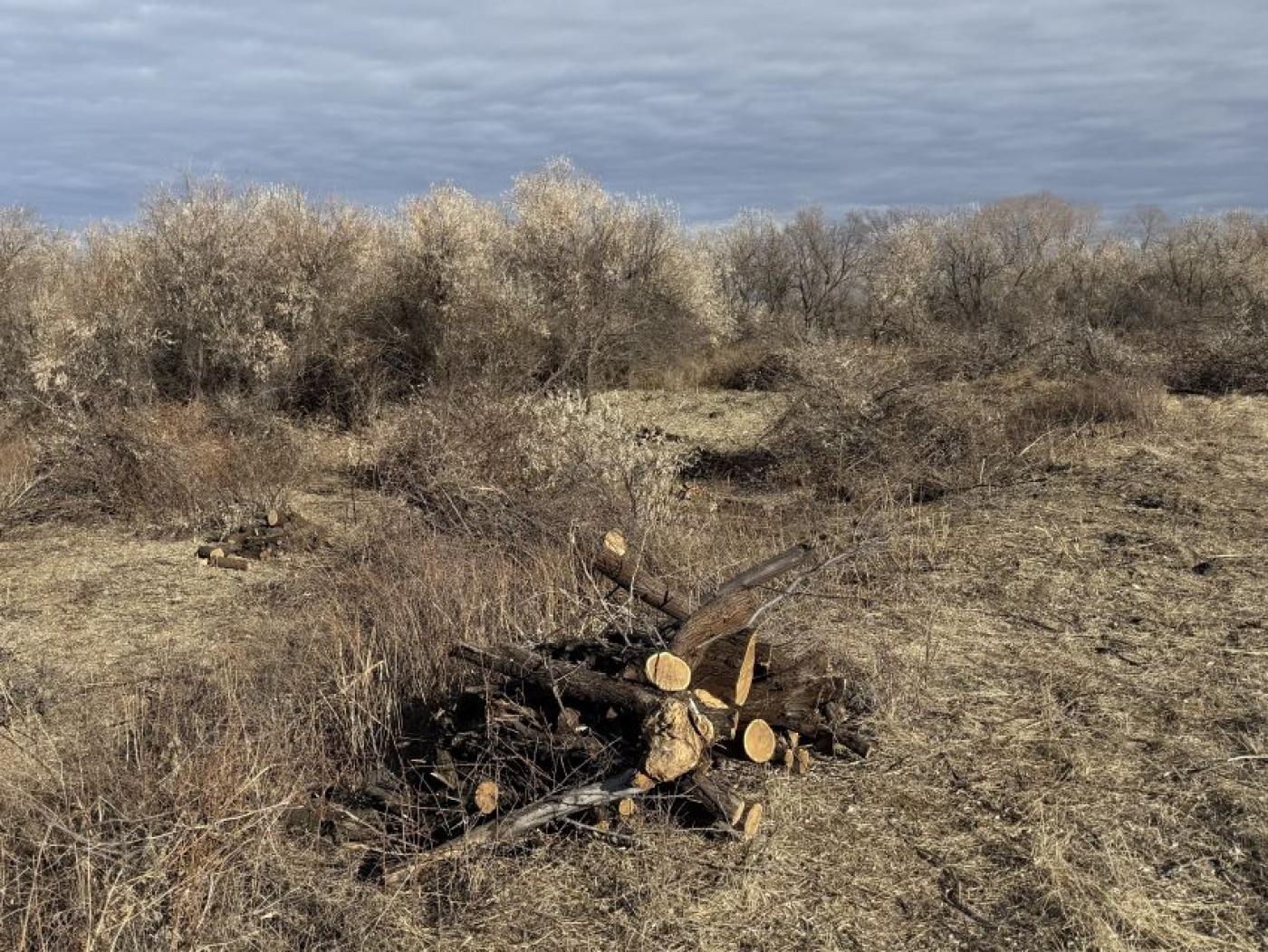 A pile of wood on the ground, outside.