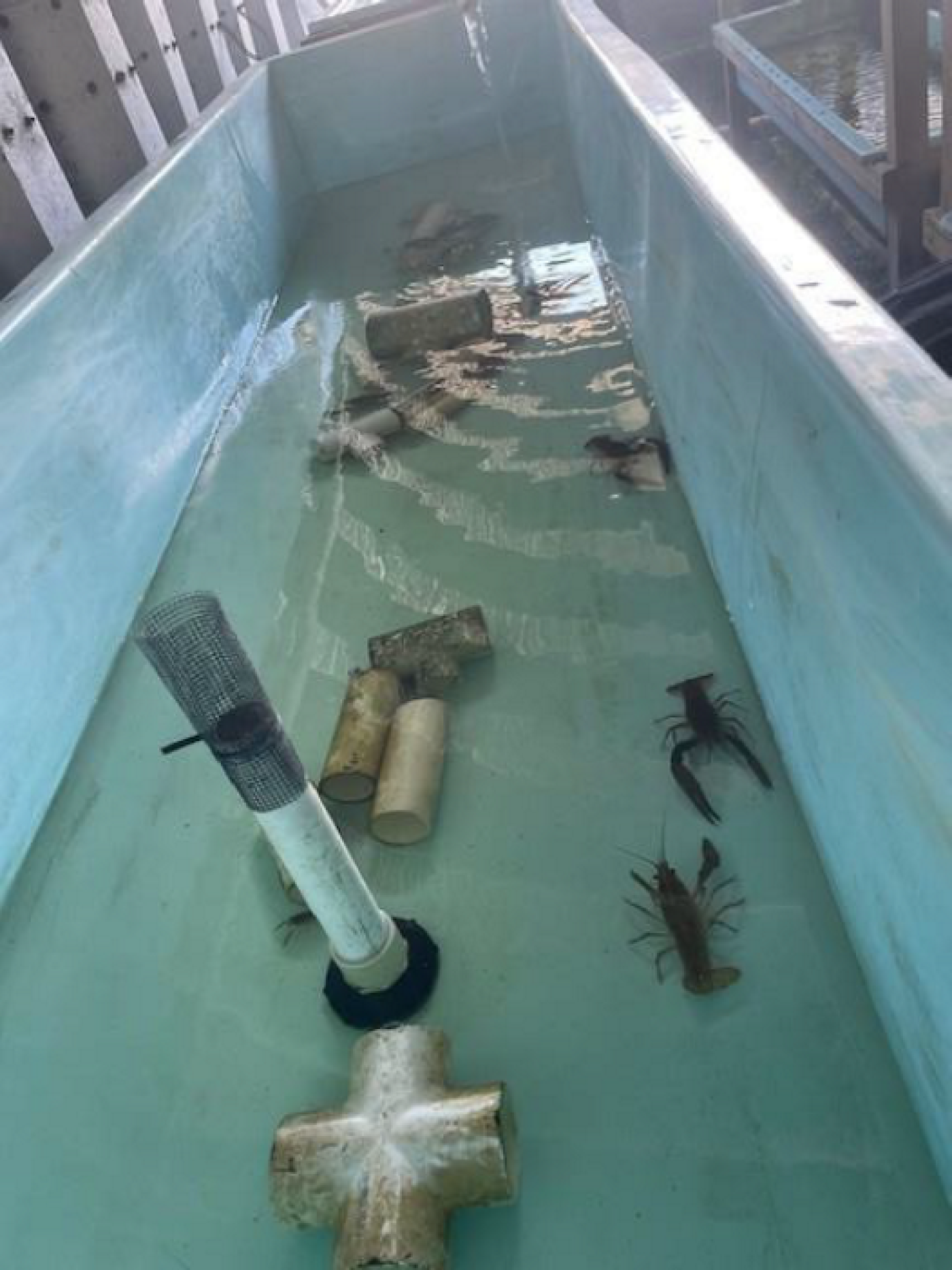 Everglades crayfish in a shallow hatchery tank with PVC structures and a screened intake pipe.