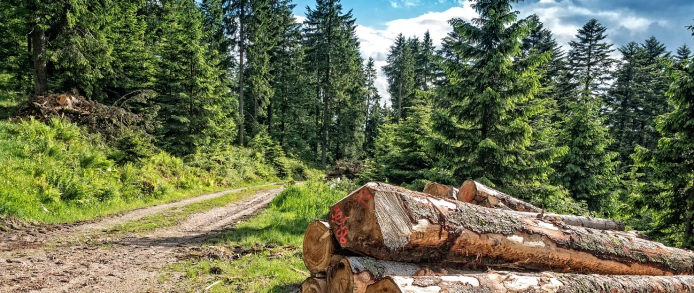 A pile of logs sit in a pine forest clearing next to a logging road on a summer day.