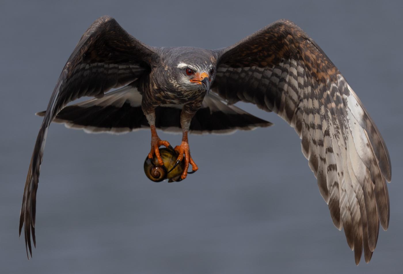A snail kite in flight holding a Florida apple snail in its talons against a plain gray background.