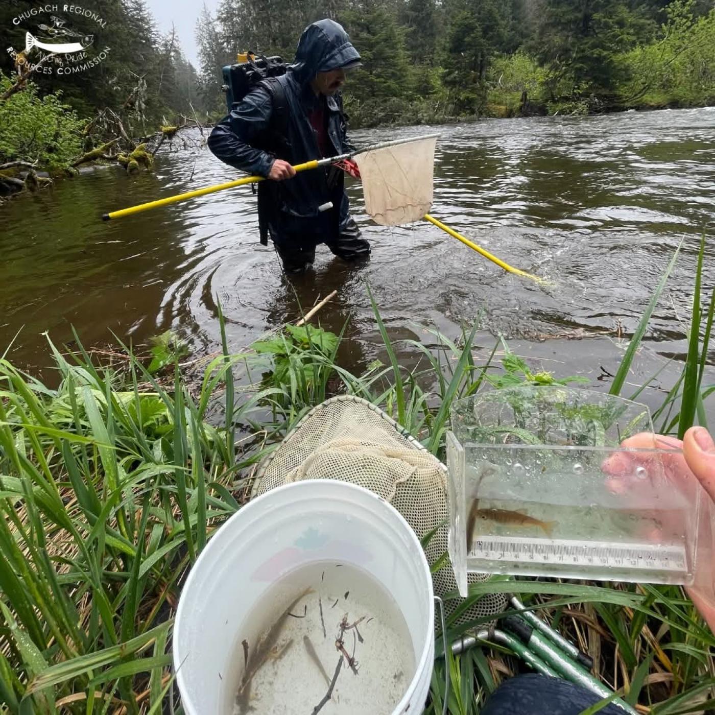 CRRC staff conduct an anadromous stream survey, with one person standing in the water using a dip net while another holds a small fish in a clear measuring container beside a bucket of collected specimens.