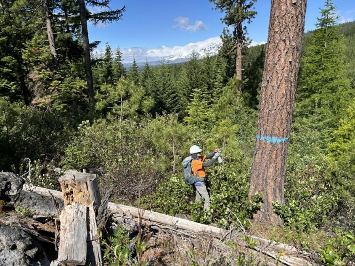 Timber Team forester marking leave trees for the Confederated Tribes and Bands of Yakama Nation in Washington.