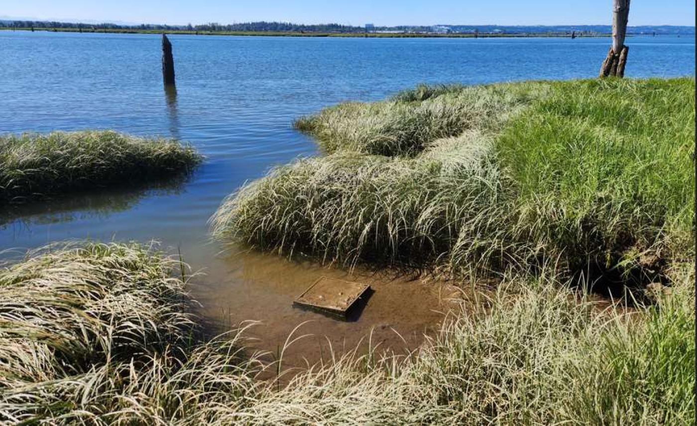 Monitoring equipment used by the Tulalip Tribe to track European green crabs sits partially submerged in a shallow, grassy tidal channel within the Snohomish estuary, with calm blue water and distant shoreline visible in the background.