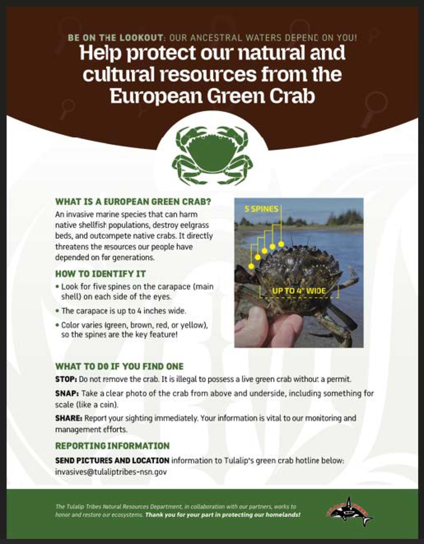 A European green crab outreach flyer created for the Tulalip community, showing identification tips, reporting instructions, and a photo highlighting key features of the crab.