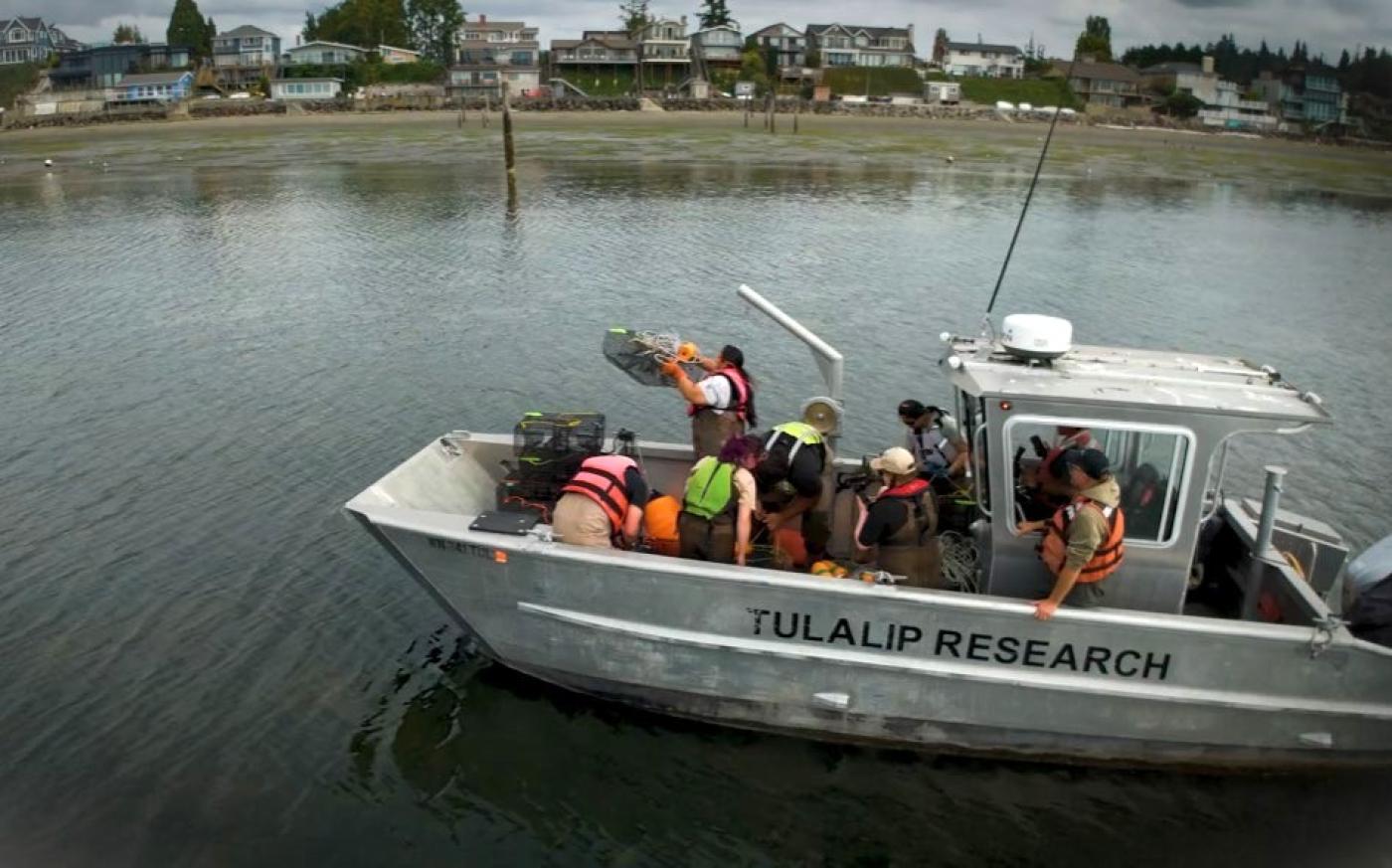 Tulalip Tribal Natural Resources staff work aboard a small research vessel, deploying traps during a post‑detection trapping blitz near the shoreline.
