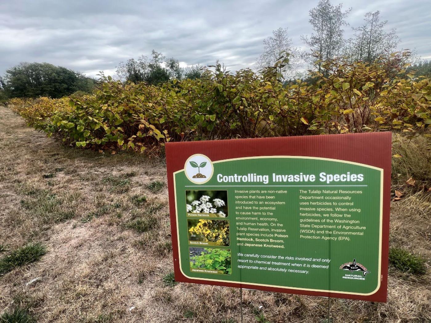 A sign explaining invasive species control stands in front of a large patch of treated knotweed, which shows browning leaves and die‑off across the field.