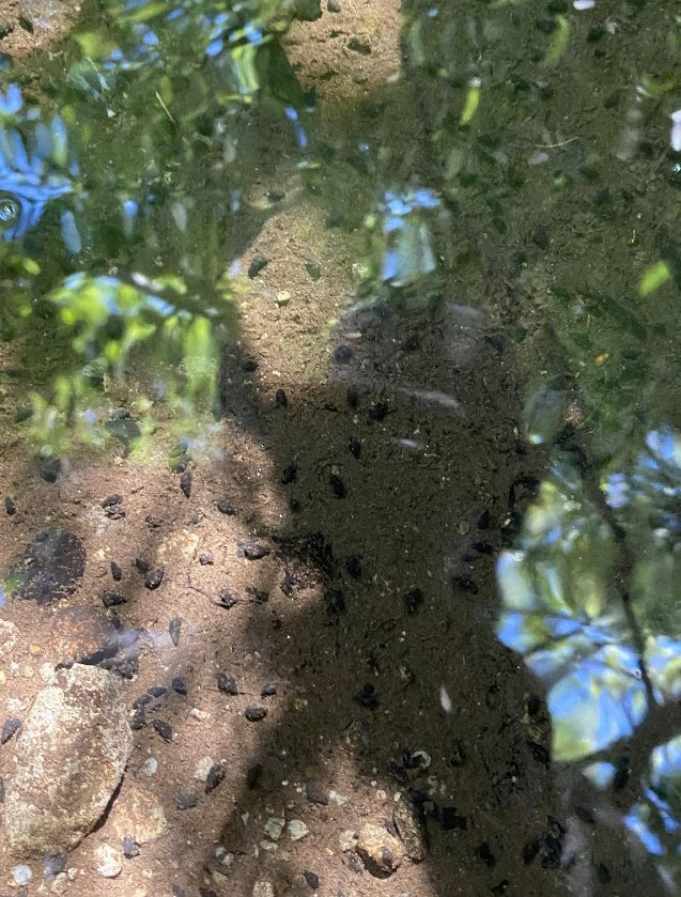 Small dark New Zealand mud snails clustered across the sandy bottom of a shallow stream on the Tulalip Reservation, viewed through the water with reflections of surrounding vegetation.